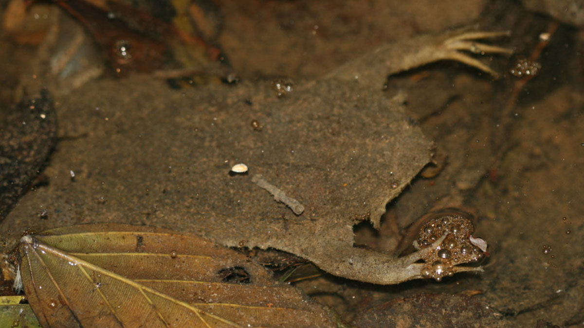 Surinam Toad: Examining the Distinct Reproduction Process