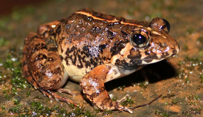 Terrestrial Frogs