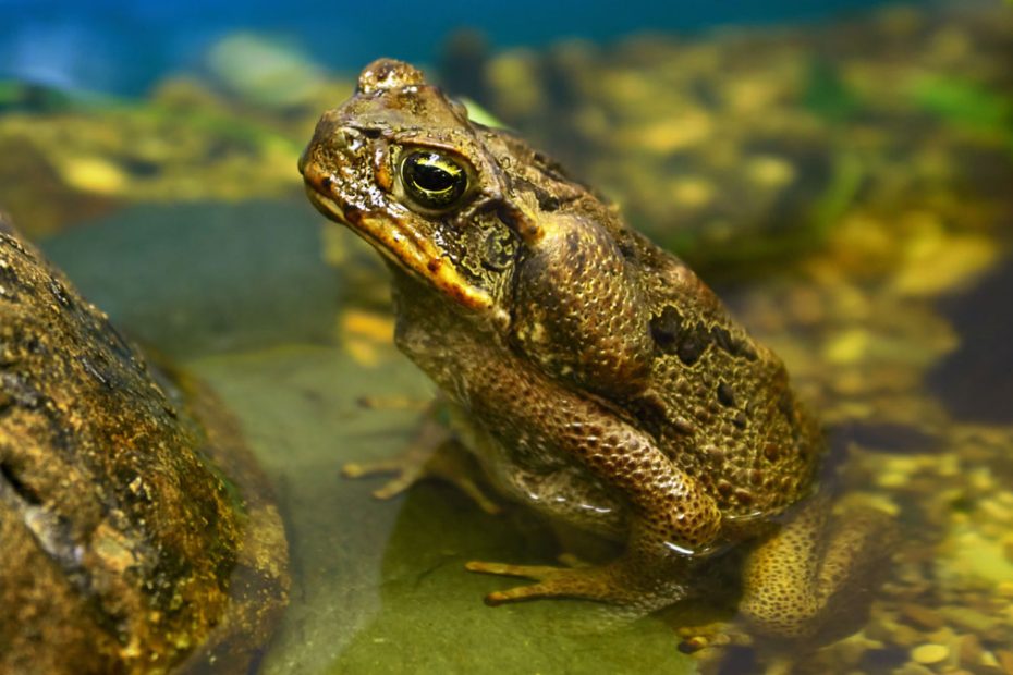 True Toads' Parotid Gland