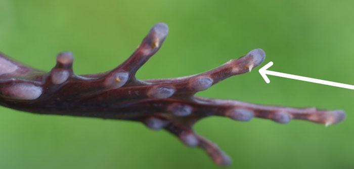 Turning Bones to Claws