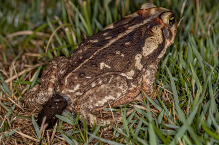 Variation In Poops Among Different Frog Species