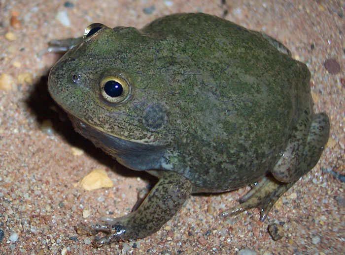 Water-Holding Frog Habitat