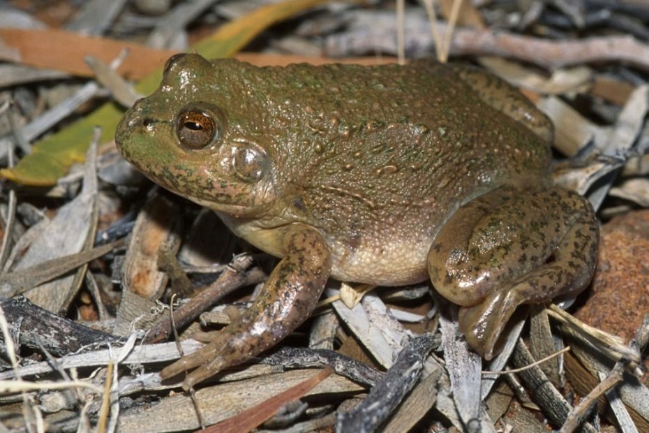 Water-Holding Toads