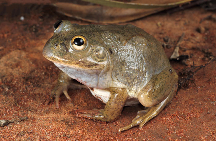 Water-Holding Toads Survival Skills Explained