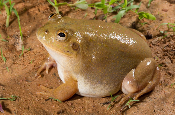 Water-holding frog fun facts