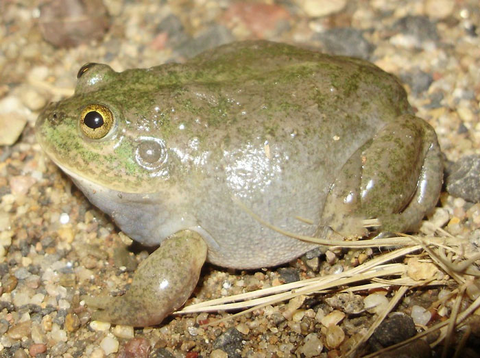 Water-holding frog life cycle