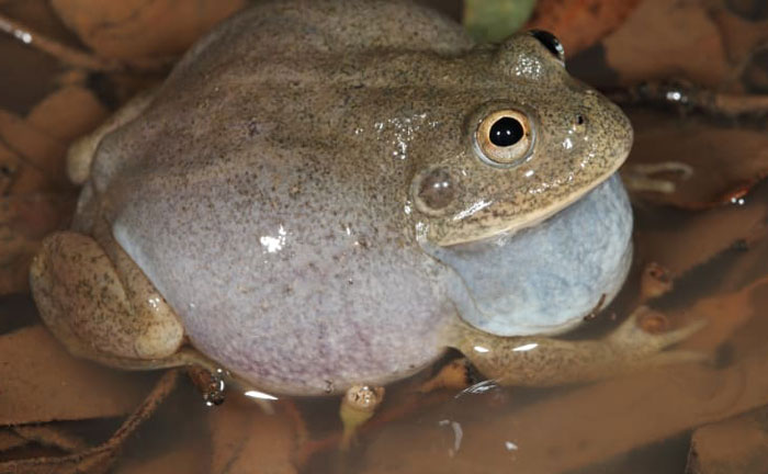 Water-holding toads for sale