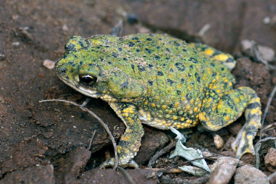 Western Green Toad