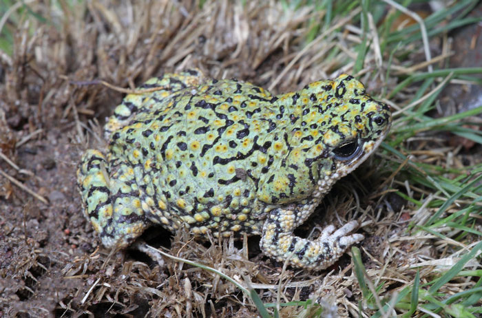 Western Green Toad Overview