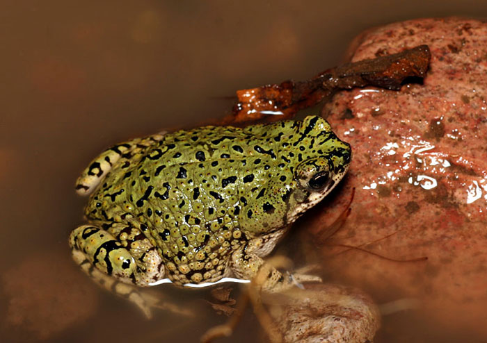 Western green toad care