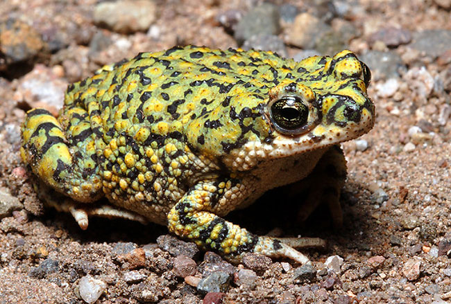 Western green toad for sale