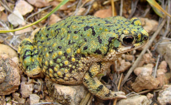 Western green toad poisonous characteristics