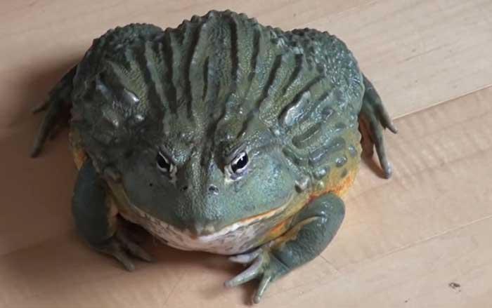 What Are Some Healthy Homemade Snacks For African Bullfrogs