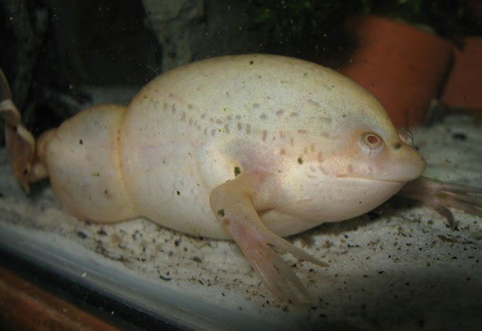 What Are The Treatments To Bloat In an African Clawed Frog