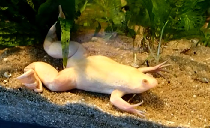 What Causes Bloat In African Clawed Frogs