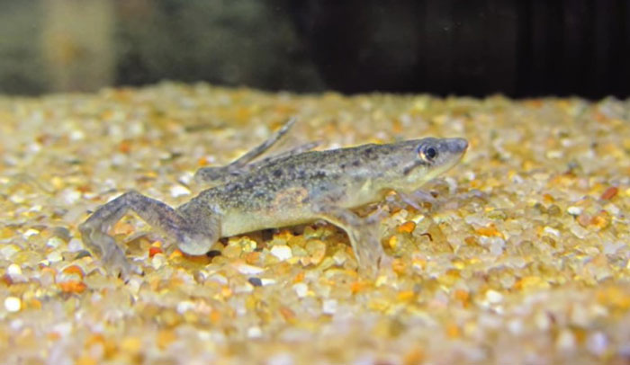 What Is the Ideal Living Condition of Your African Dwarf Frog