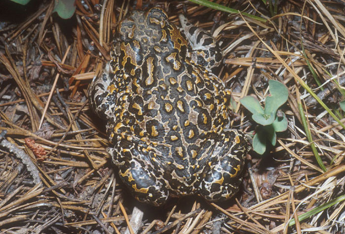 What are Yosemite toads predators