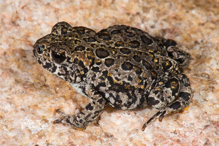 What are some interesting facts about the Yosemite toads