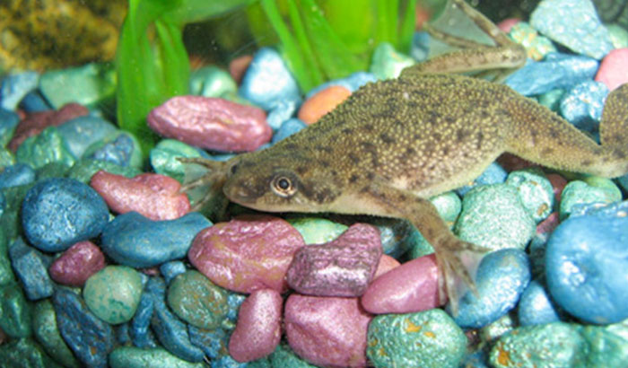 Do African Dwarf Frogs Need a Filter? “YES” Is the Recommendation