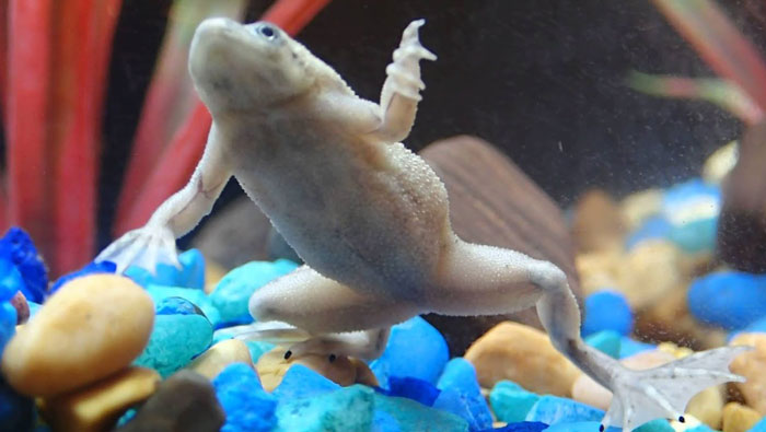 Why Do African Dwarf Frogs Bury Themselves