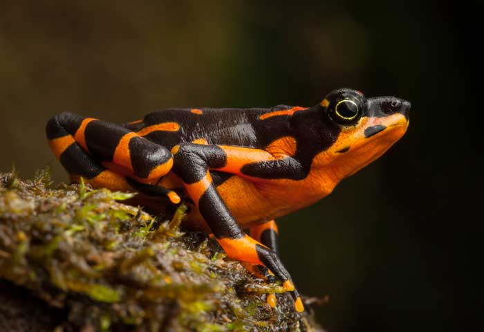 Why Harlequin Toads are Considered Excellent Environmental Indicators