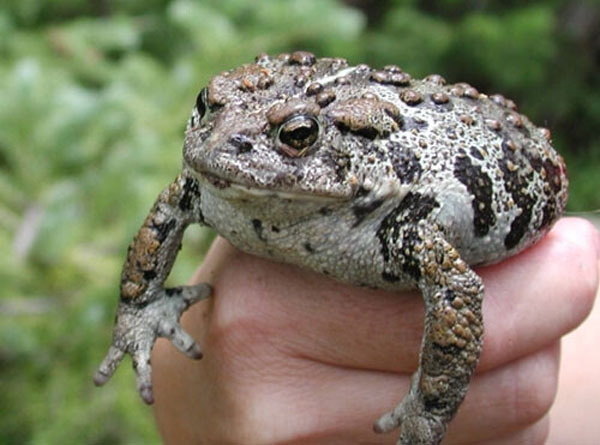 Why are Boreal Toads Endangered Species