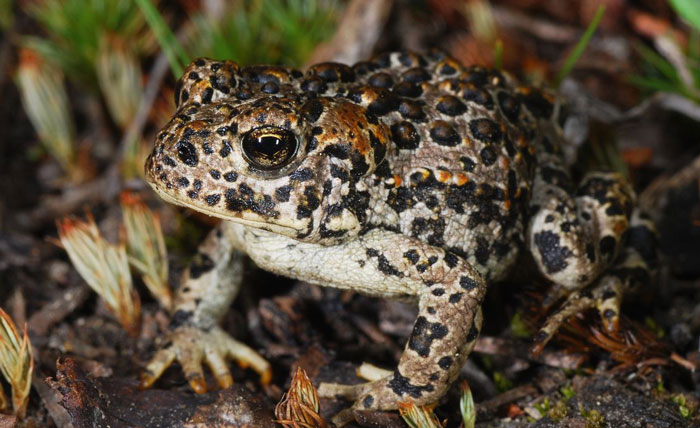 Why is the Yosemite Toad Endangered