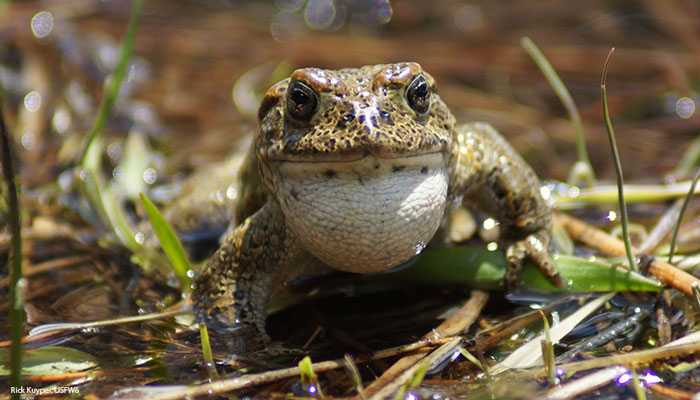 Yosemite Toad