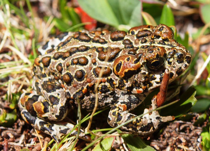 Yosemite Toad Diet and feeding