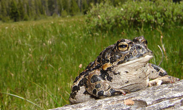 Yosemite Toad Habitat