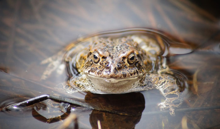 Yosemite toad behavior