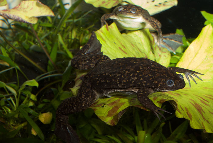 Critical Observation: African Dwarf Frog vs African Clawed Frog