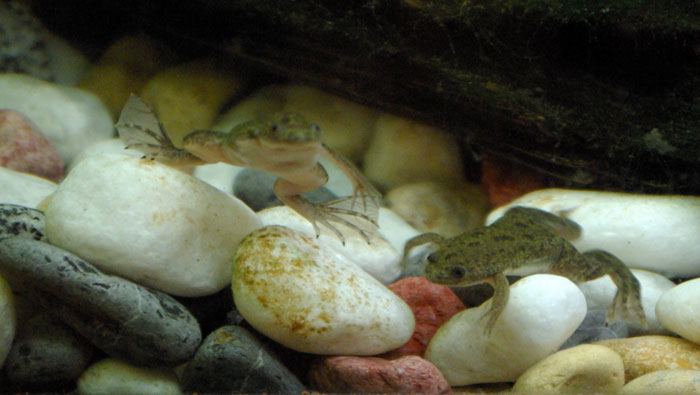 African Clawed Frog Lifespan