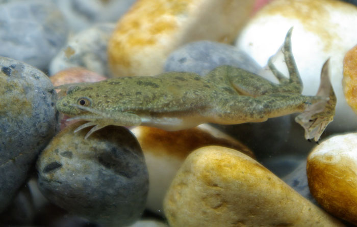 African Clawed Frog Physical Structure