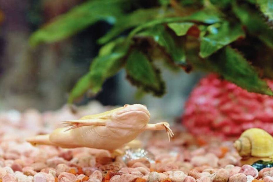 African Clawed Frog Tank Mates