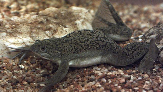 African Clawed Frog