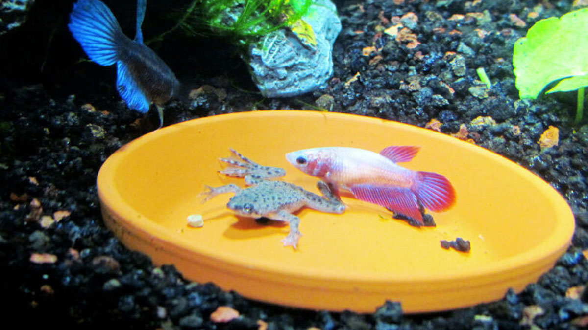 African Dwarf Frog And Betta Do They Get Along?