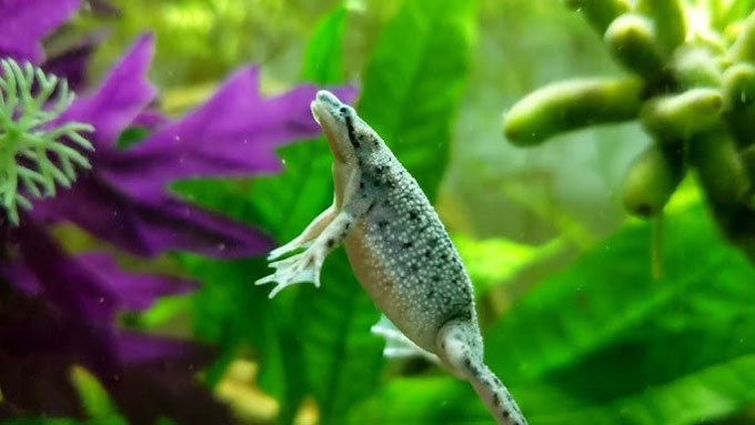 African Dwarf Frog Behavior