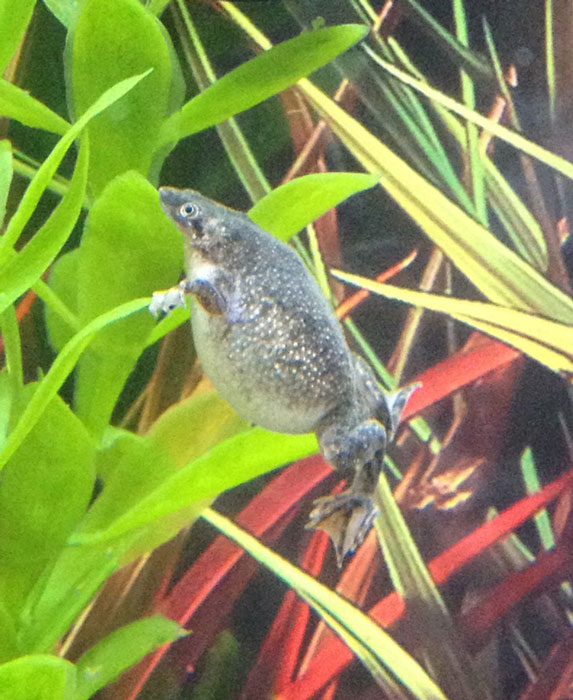 African Dwarf Frog Large Abdomen