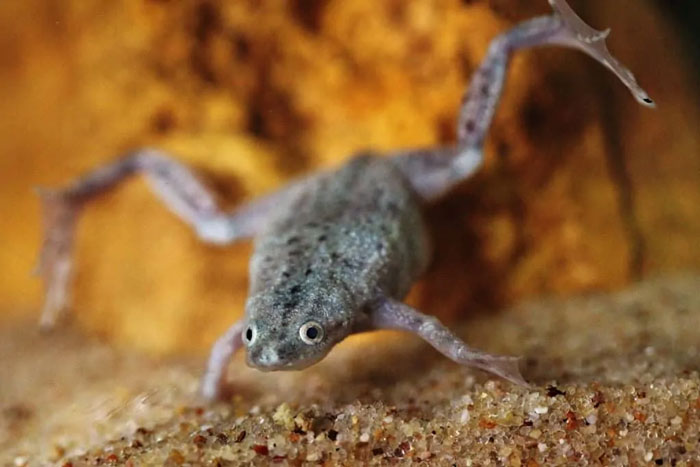 African Dwarf Frog Size