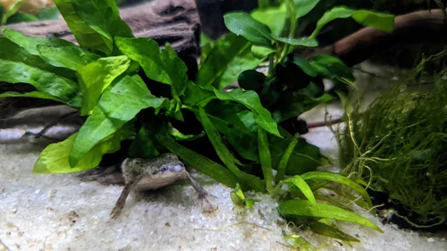 African Dwarf Frog Tank Mates