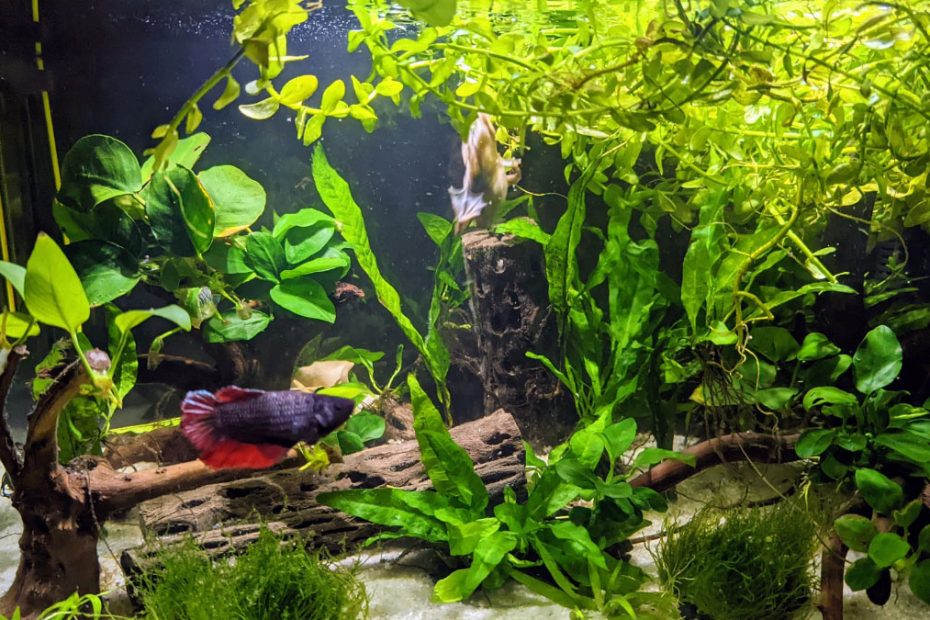 African Dwarf Frog Tank Mates