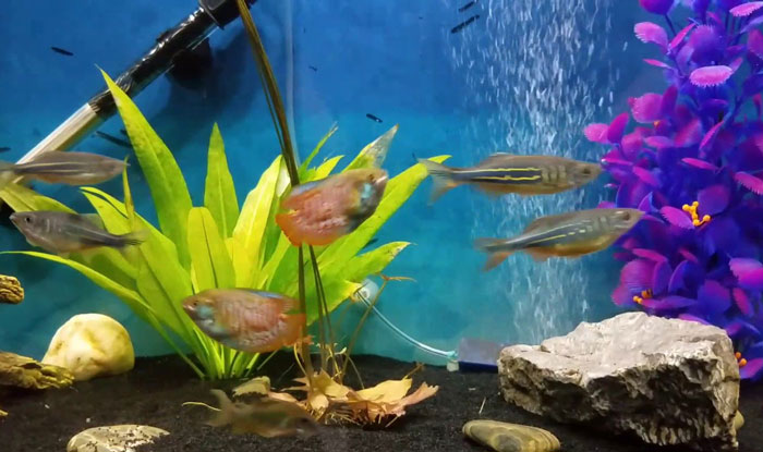 African Dwarf Frog Tank Mates Gourami and Danio