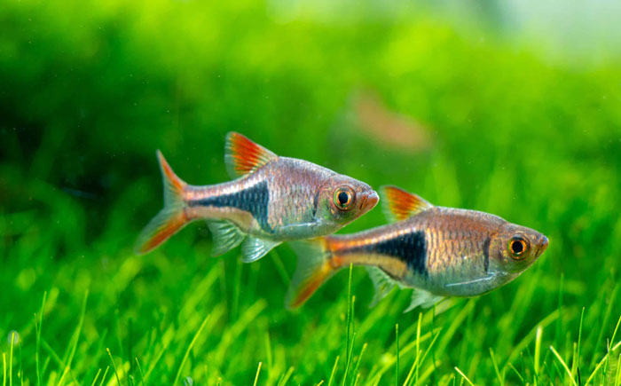 African Dwarf Frog Tank Mates Rasboras