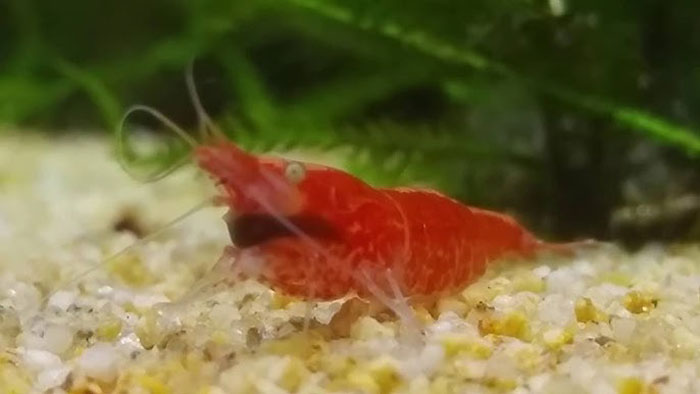 African Dwarf Frog Tank Mates Shrimp