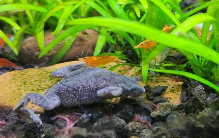 African Dwarf Frog and Shrimp