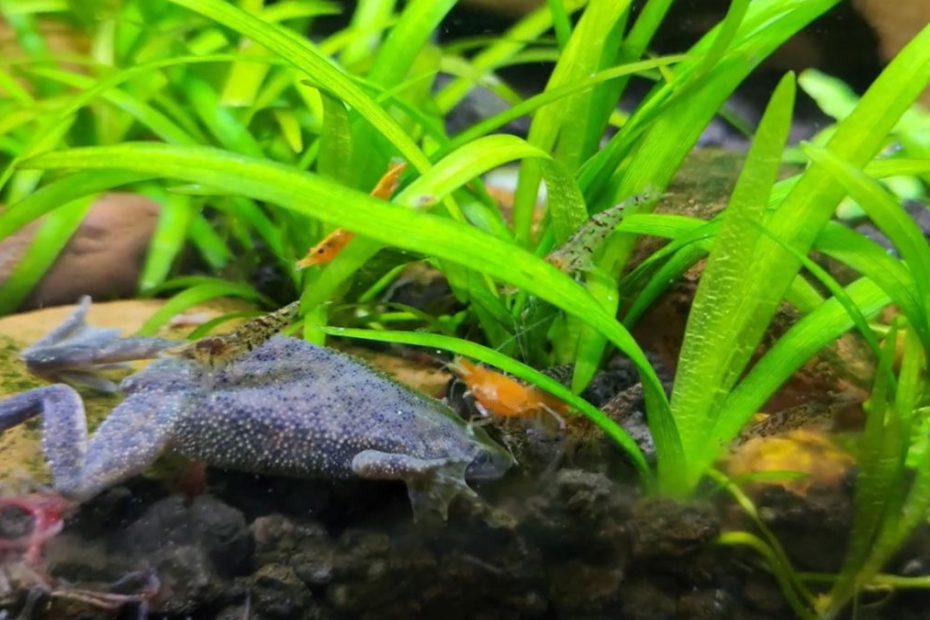 African Dwarf Frog and Shrimp