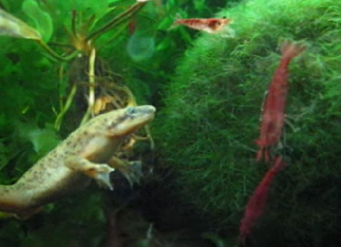 African Dwarf Frog and Shrimp Monitoring