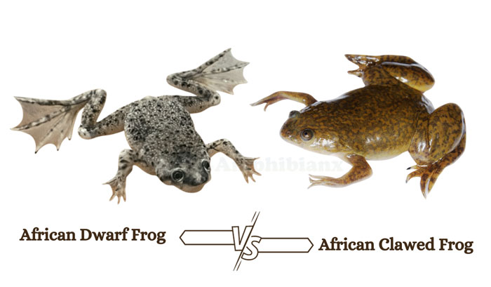 African Dwarf Frog vs African Clawed Frog