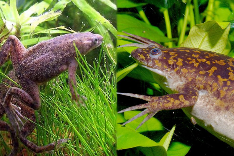 African Dwarf Frog vs African Clawed Frog